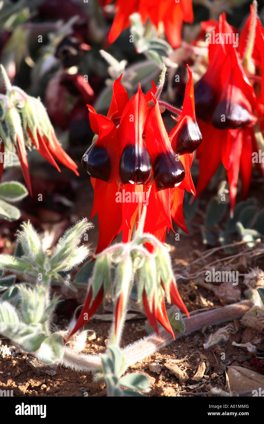 La Sturt desert pea ammassarsi dettaglio sulla terra rossastra, Broken Hill, barriera gamma, Nuovo Galles del Sud, Australia Foto Stock
