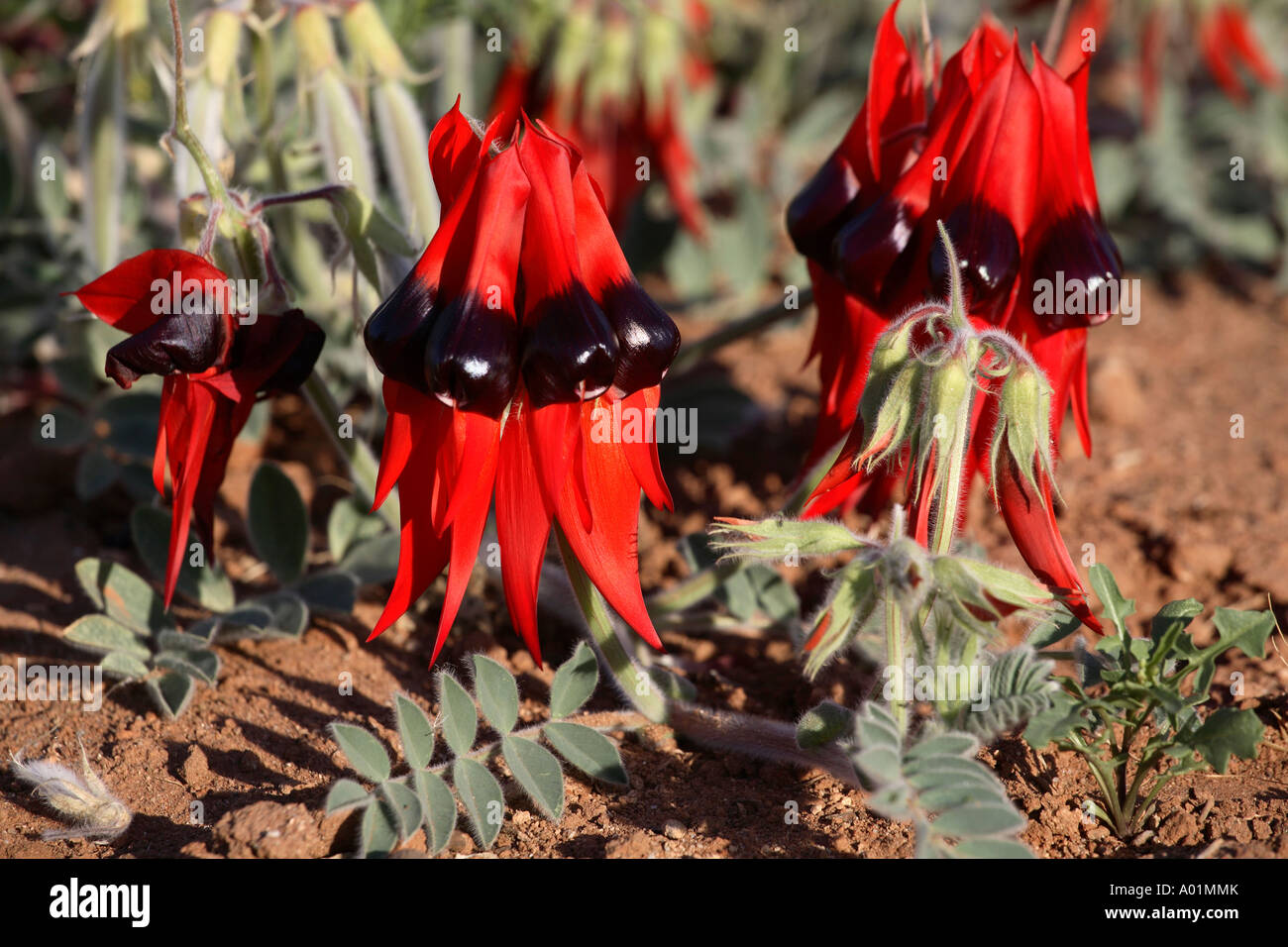 La Sturt desert pea ammassarsi dettaglio sulla terra rossastra, Broken Hill, barriera gamma, Nuovo Galles del Sud, Australia Foto Stock