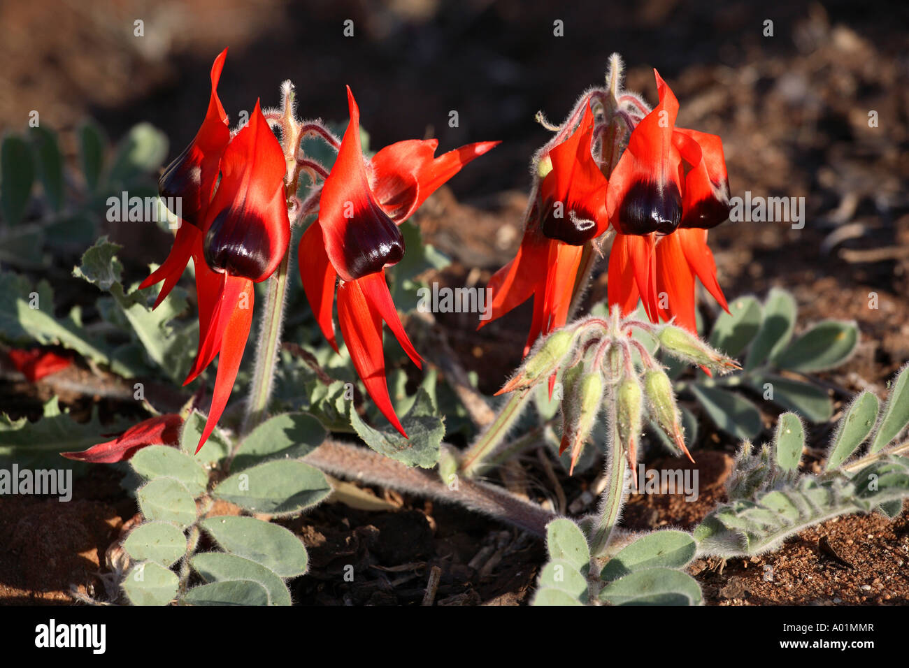 La Sturt desert pea ammassarsi dettaglio sulla terra rossastra, Broken Hill, barriera gamma, Nuovo Galles del Sud, Australia Foto Stock