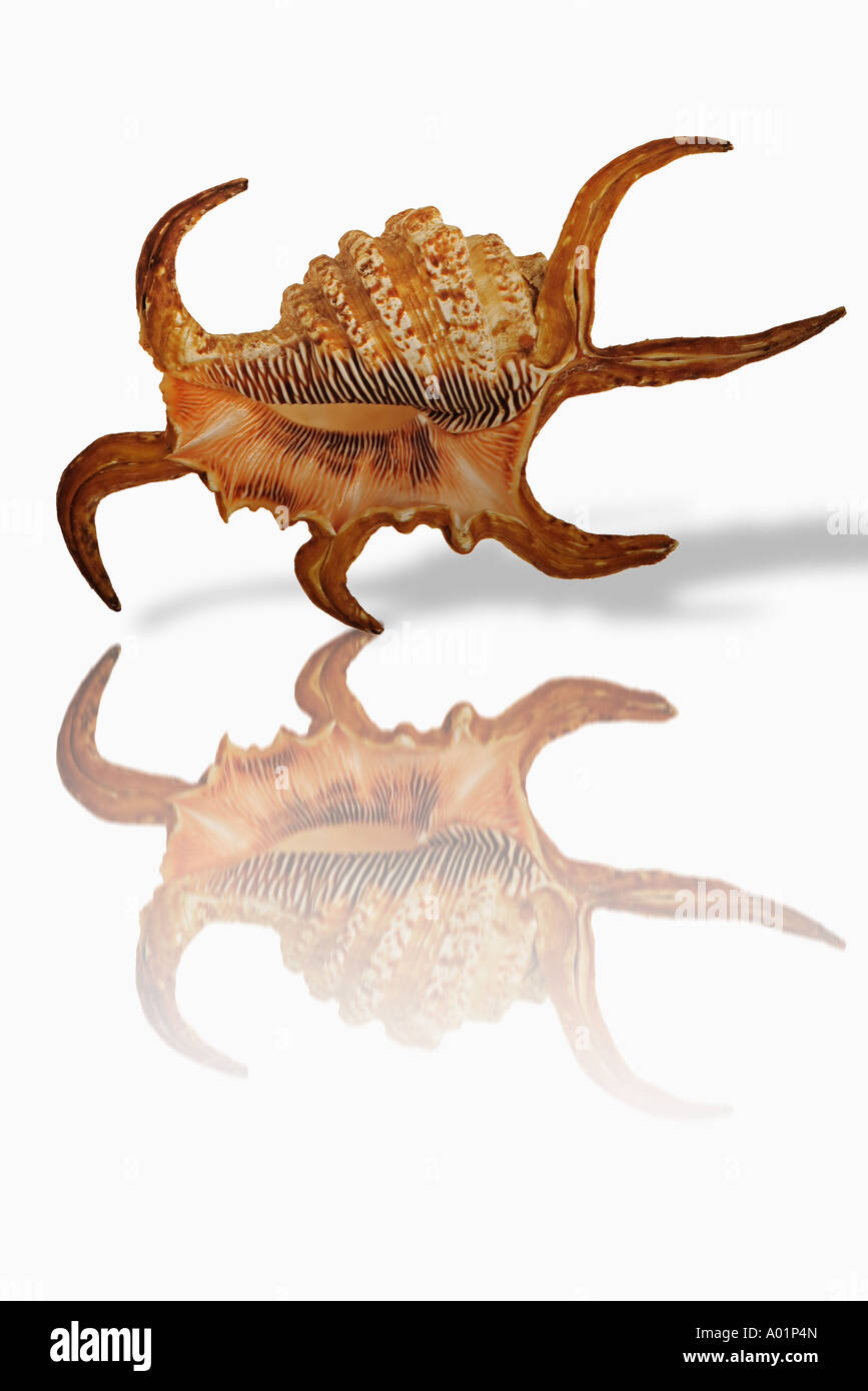 Il ragno Chiragra conch strombidi chiragra oceano Indiano su sfondo bianco Composito Digitale Foto Stock
