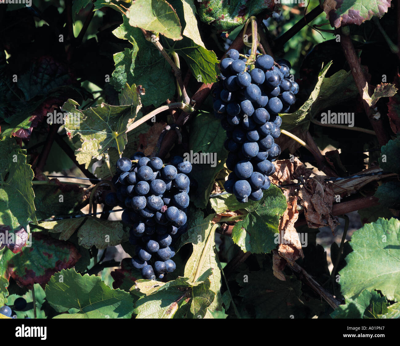 Grappoli di uva, blu grappoli di uva, vino rosso Foto Stock