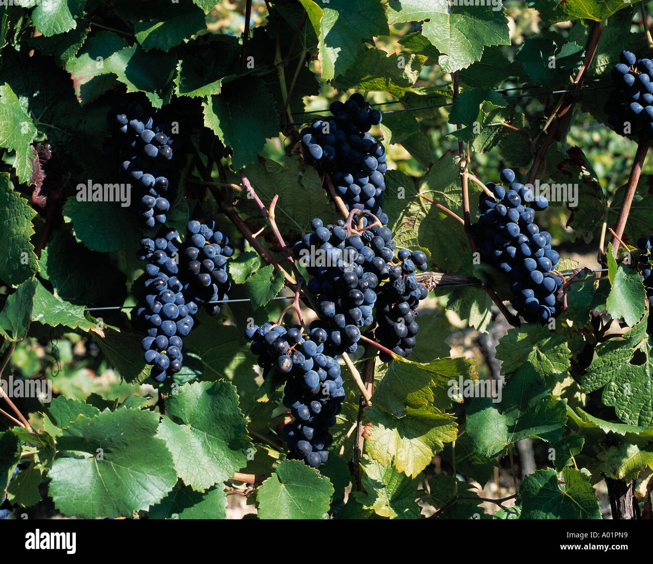 Grappoli di uva, blu grappoli di uva, vino rosso Foto Stock