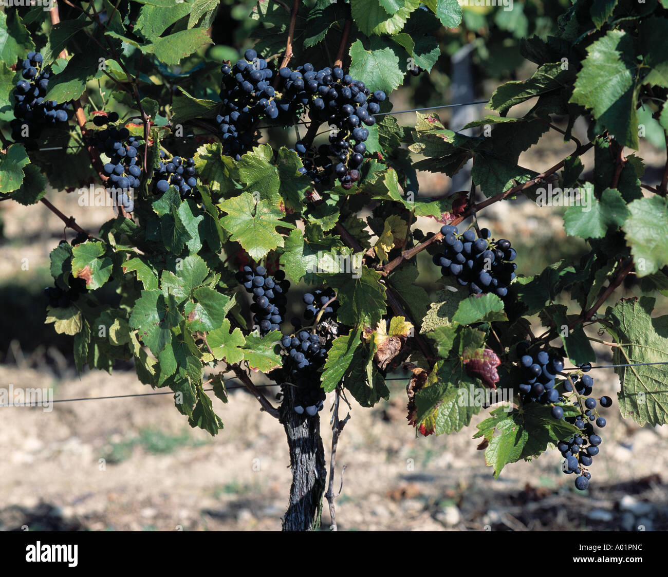 Vite, grappoli di uva, blu grappoli di uva, vino rosso Foto Stock