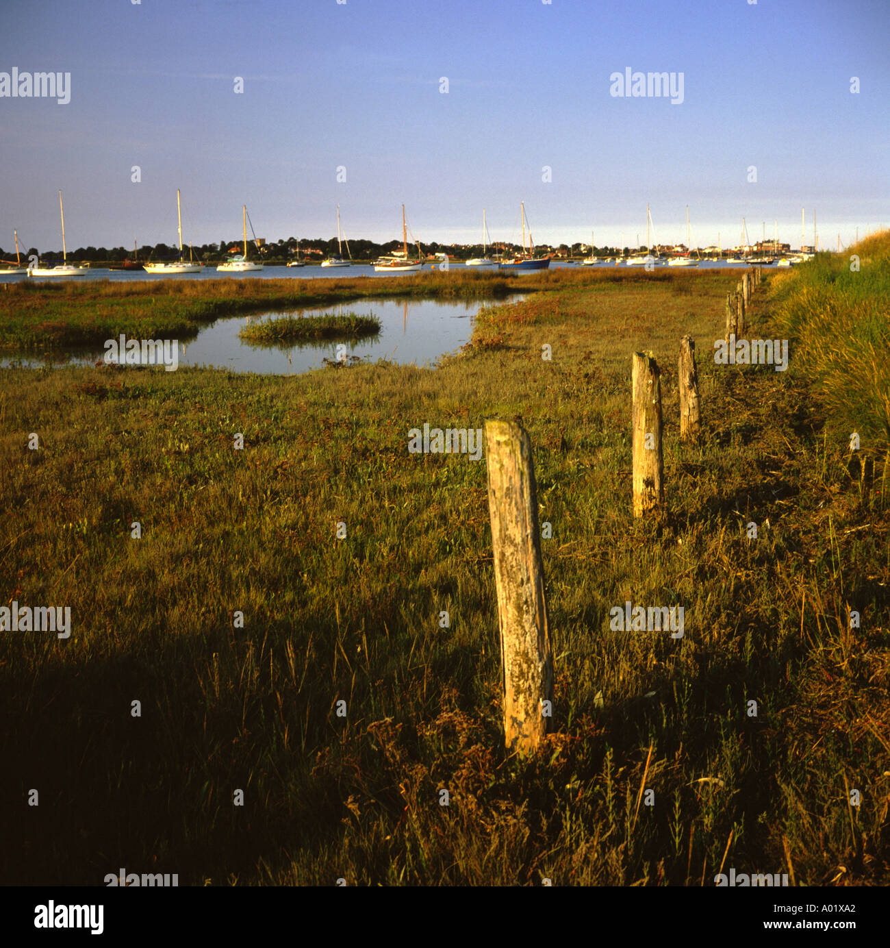 Palude del fiume Alde Westrow raggiungere Suffolk in Inghilterra Foto Stock