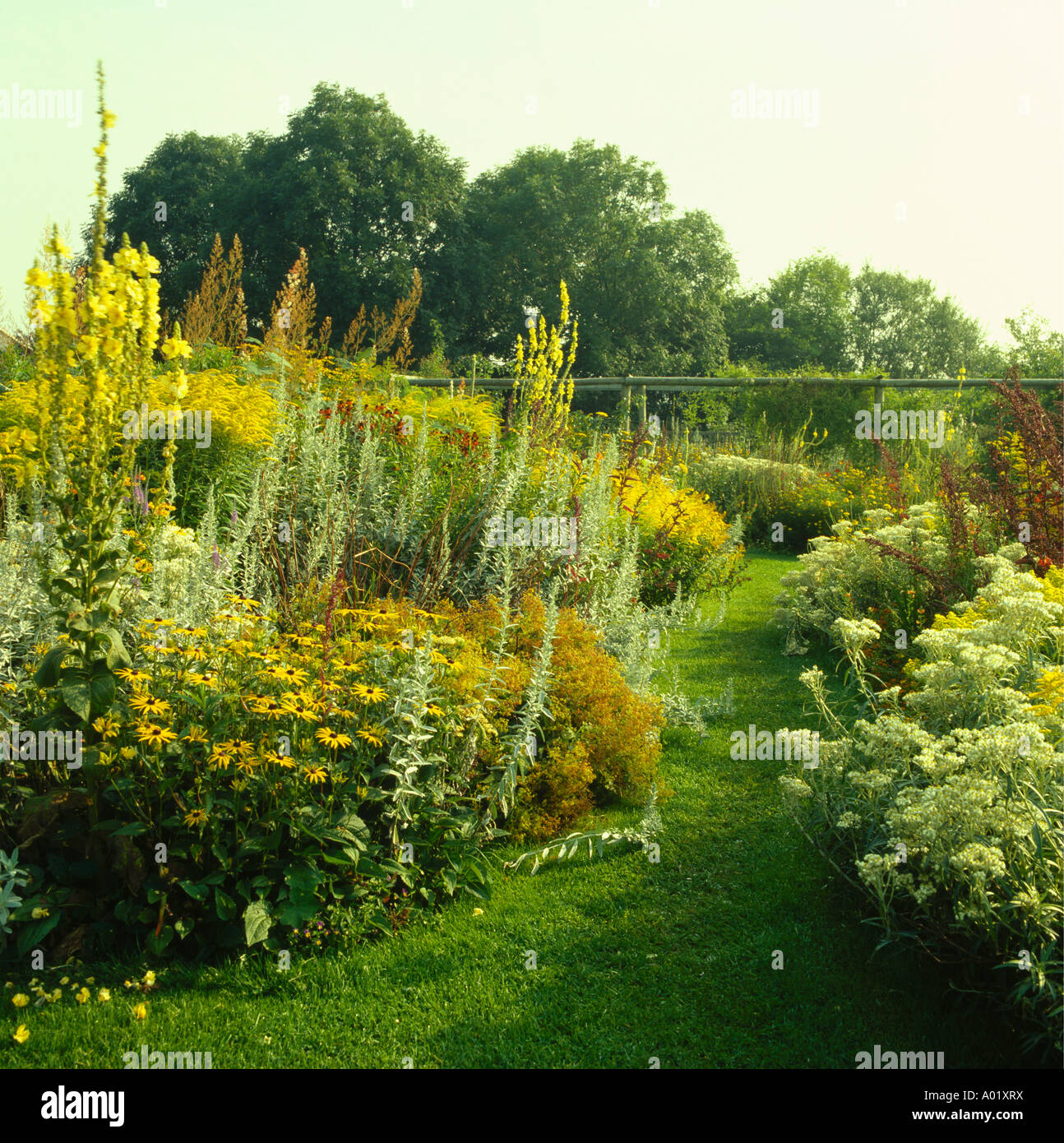 Molène giallo e Rudbeckia nel giardino estivo confine con percorso di erba Foto Stock