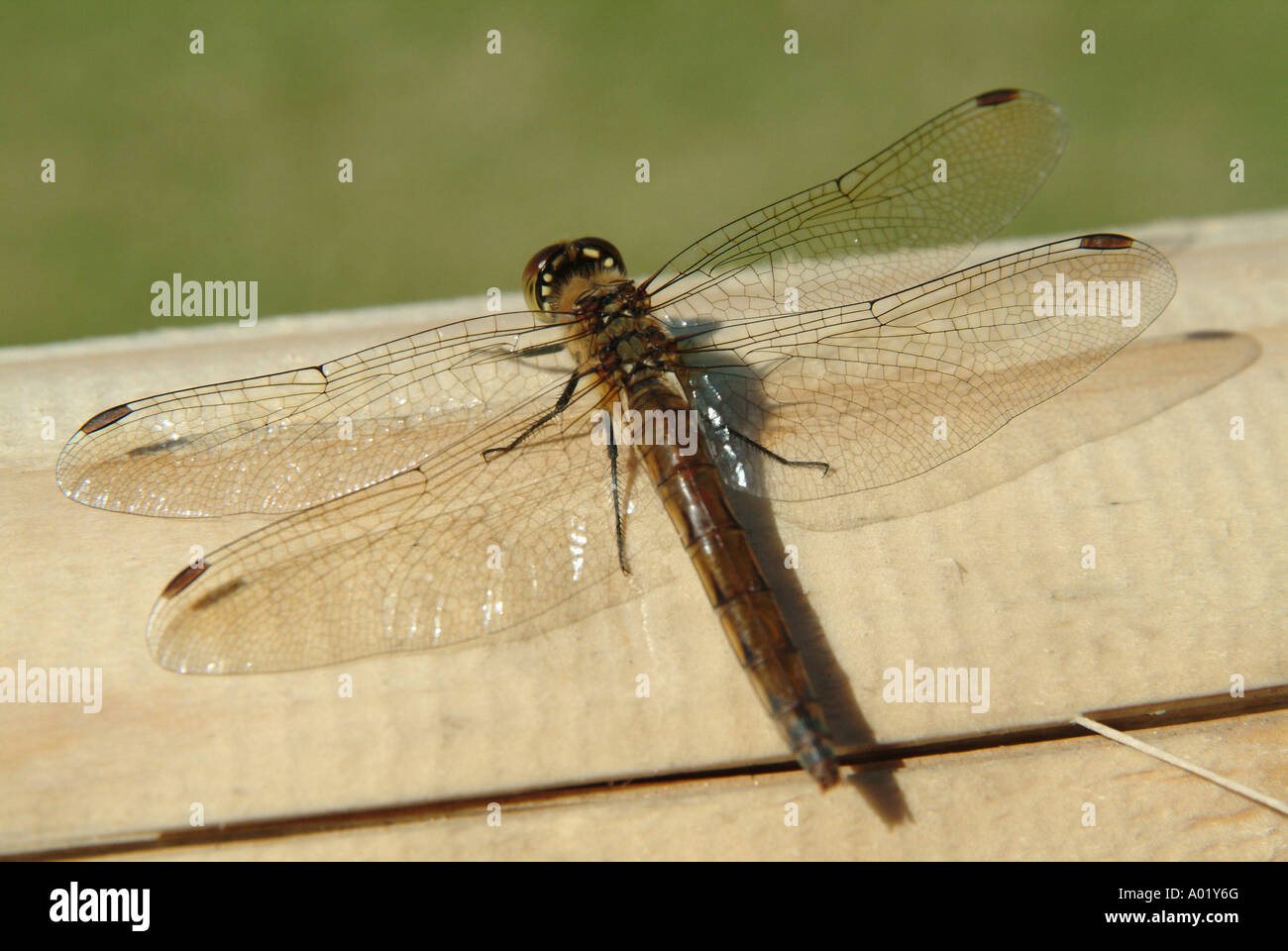 Dragonfly. Kanazawa, Ishikawa Prefettura. Il Giappone. Foto Stock