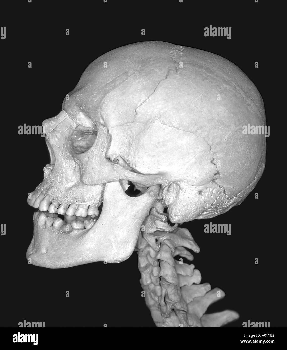 cranio umano Foto Stock