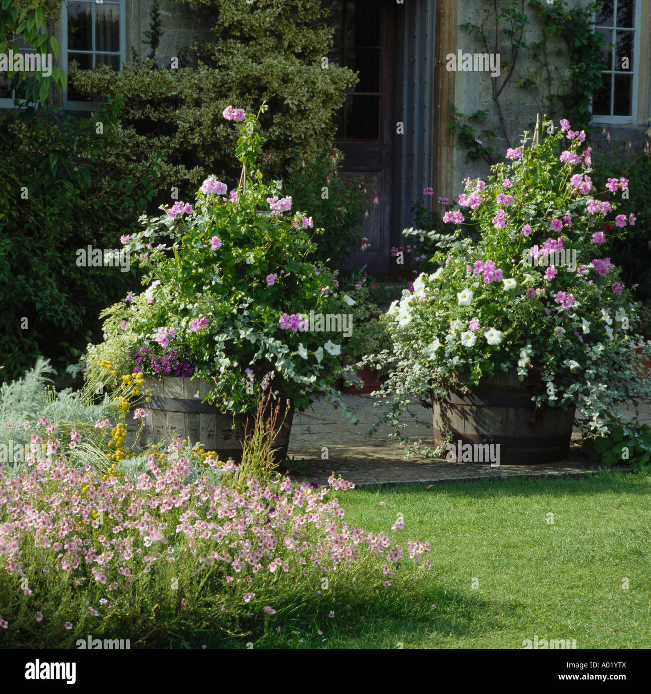 Rosa Pelargonium nelle piantatrici sulla terrazza nel giardino di campagna Foto Stock