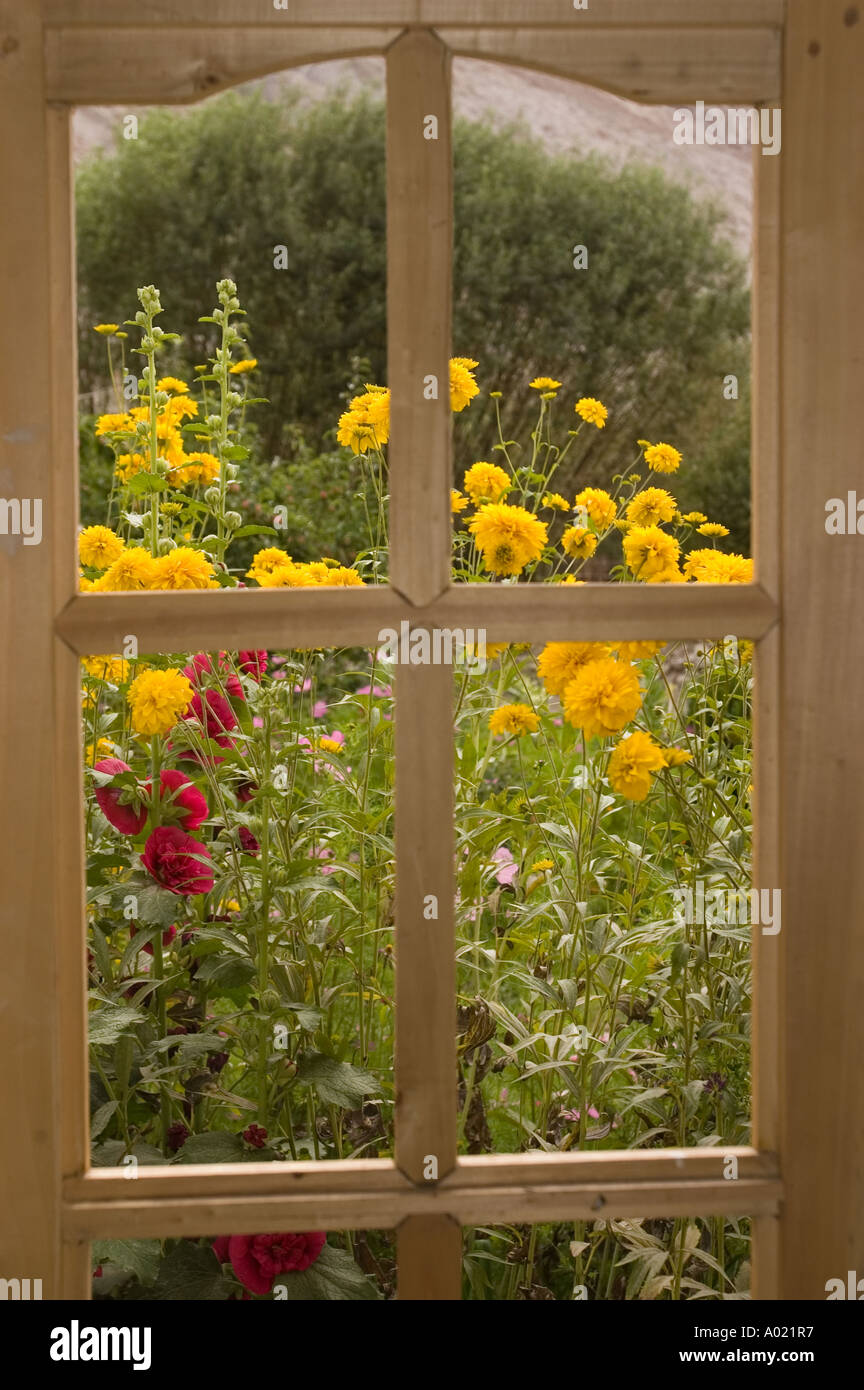 Vista dall'interno di casa attraverso la finestra in legno in giardino verde prato con pieno fiore fiori Valle di Nubra Ladakh Indi Foto Stock