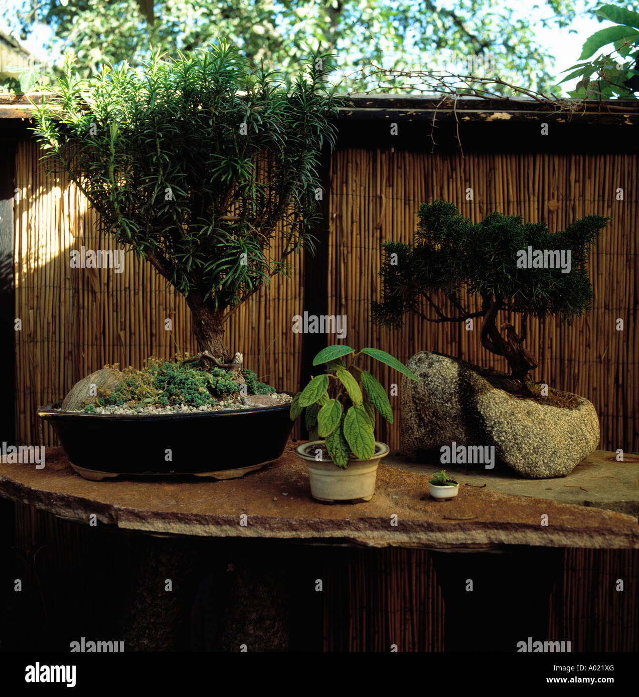 Close-up di alberi di bonsai in vaso sul tavolo di pietra davanti al recinto di bambù nel giardino in stile giapponese Foto Stock