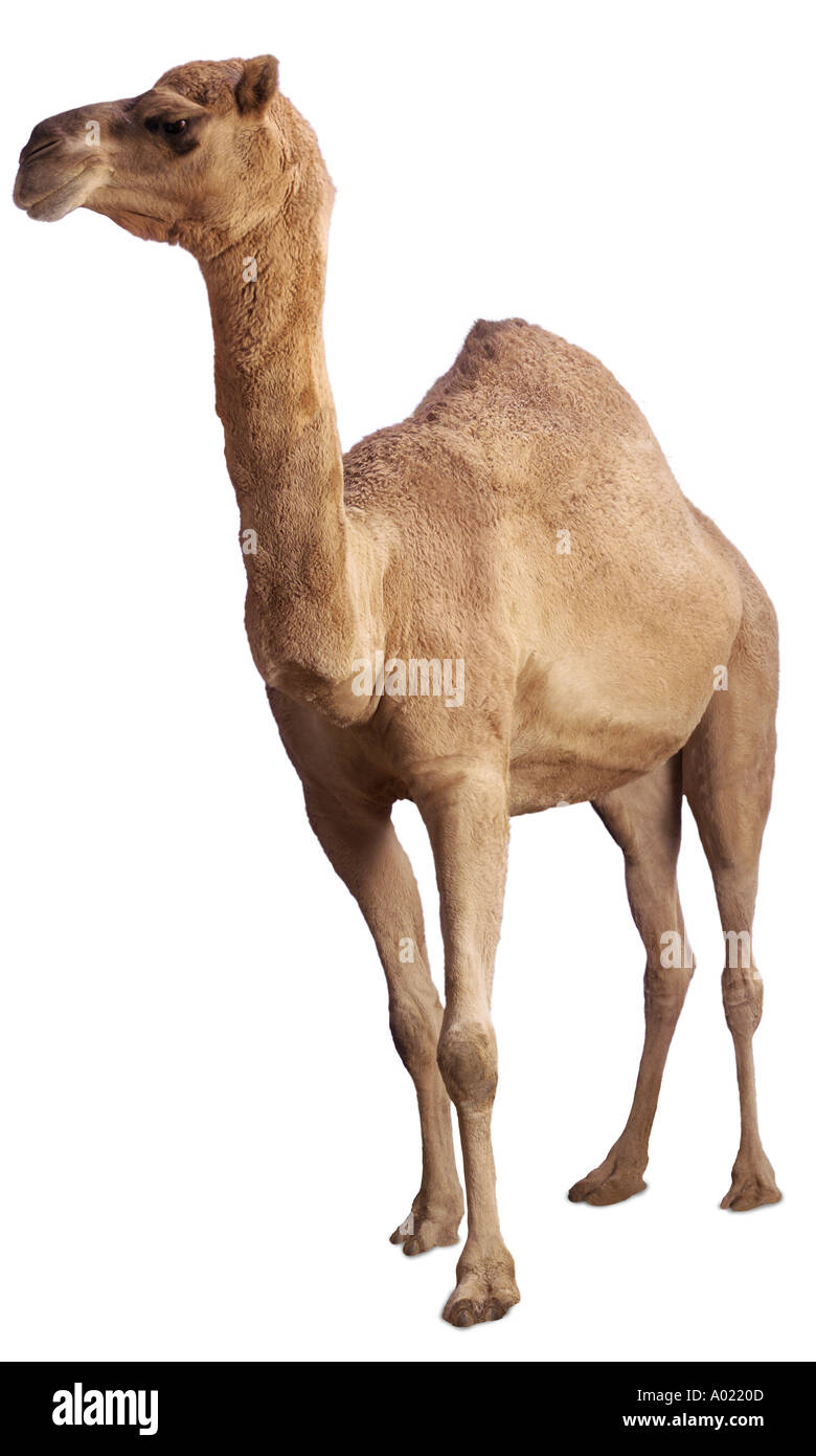 cammello arabo Foto Stock