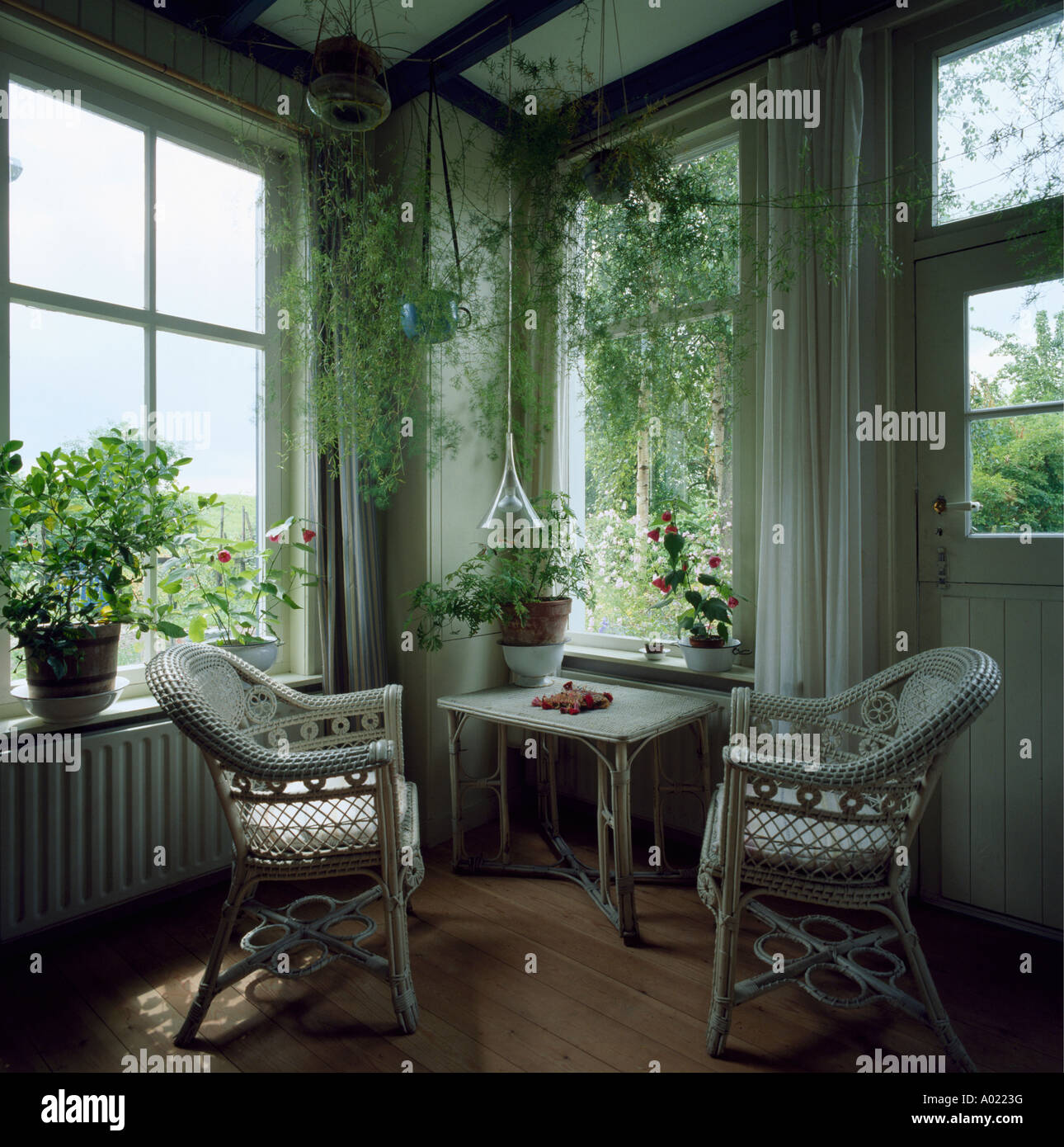 White sedie di vimini e trailing houseplants in piccoli cottage soggiorno con pavimenti in legno e tende bianche Foto Stock