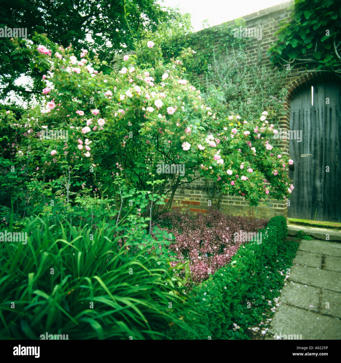 Rose bianche underplanted con gerani rosa nel letto giardino orlato con bassa siepe di bosso nel paese walled garden Foto Stock