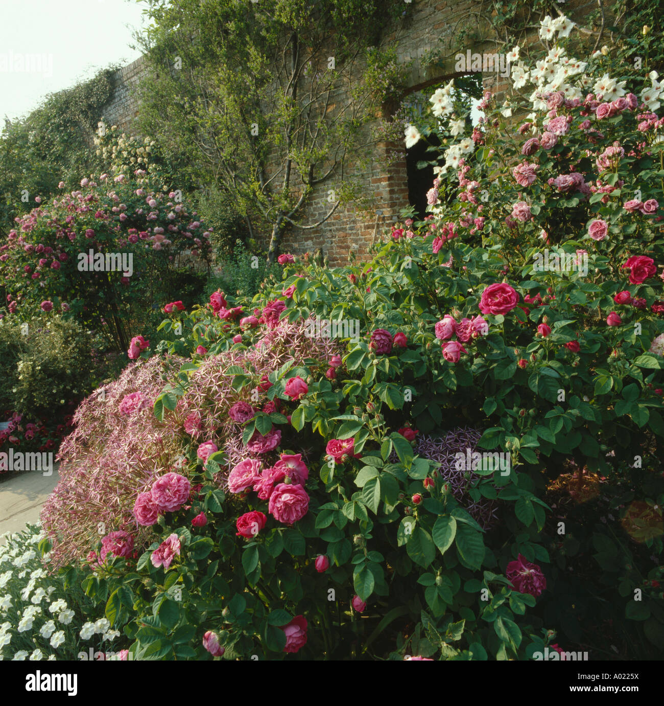 Le rose rosa e allium in estate frontiera nel paese walled garden Foto Stock