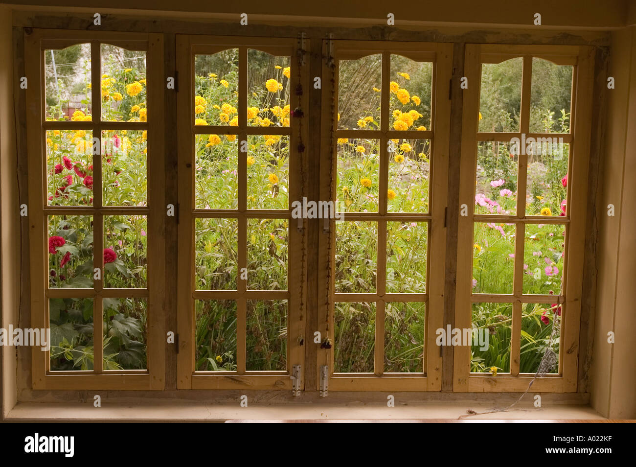 Vista attraverso una finestra di legno su un prato giardino fiorito nella Nubra Valley, Ladakh, India. Foto Stock