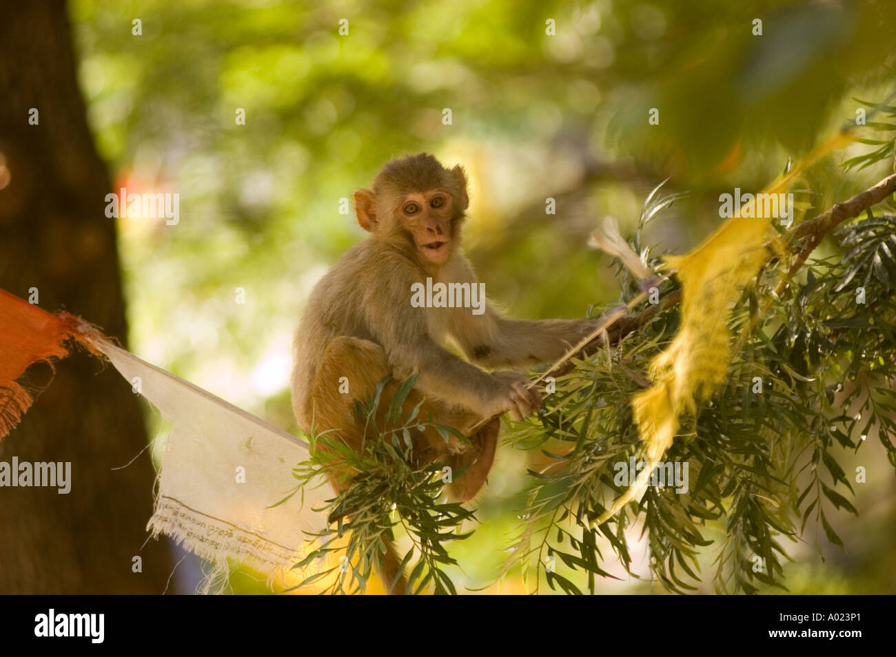 Una scimmia macaca mulatta macaco rhesus seduto su una stringa con la preghiera buddista bandiere in Tso Zgei lago Rewalsar India Foto Stock
