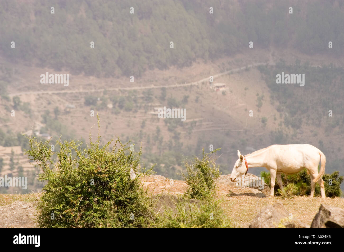 Una prospettiva aerea di Himalayan cavallo bianco a piedi su per la collina vicino Rewalsar mandi Himachal Prades India Foto Stock