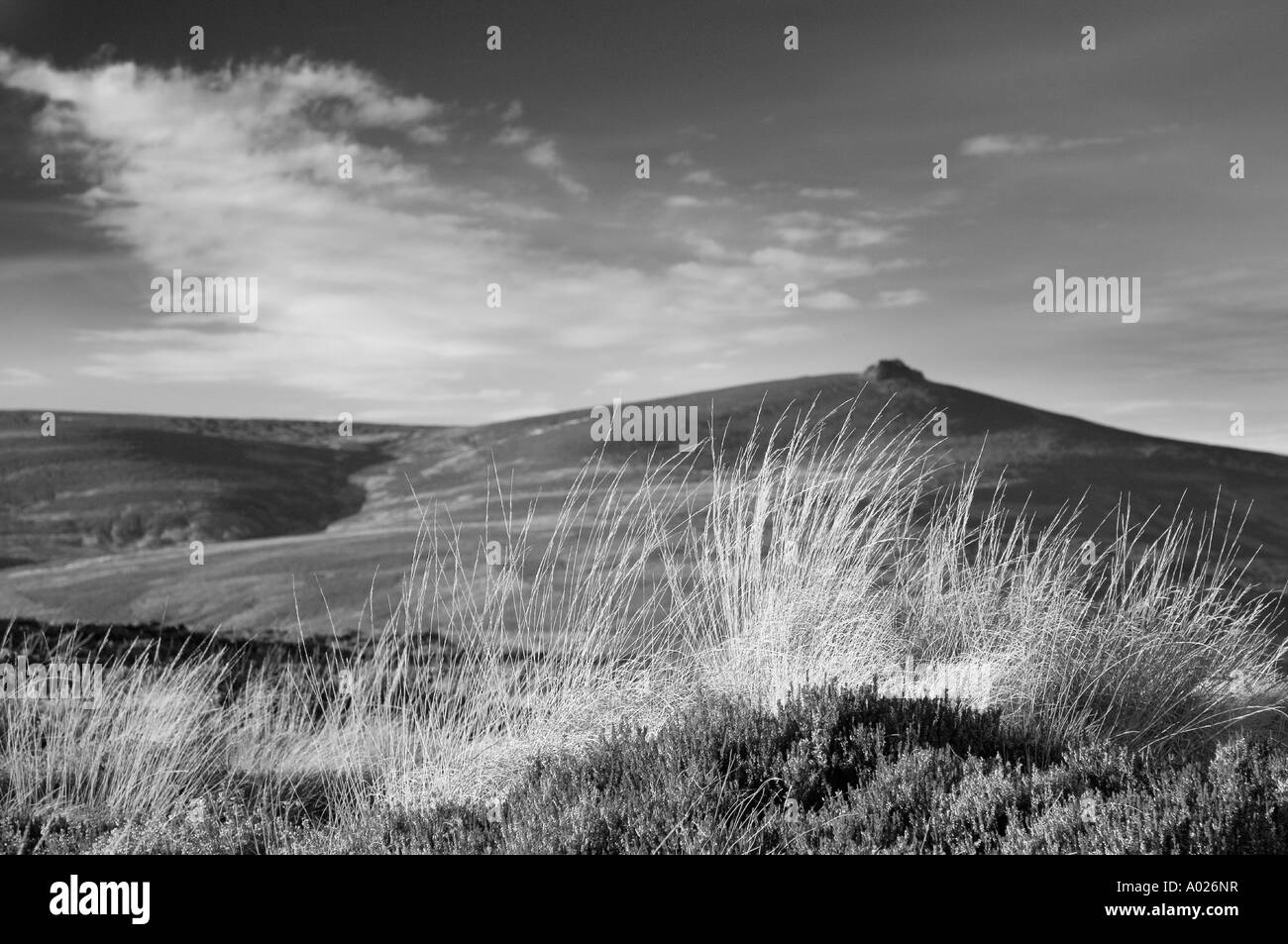 Clachnaben, Glen colorante, Banchory, Deeside, Scotland Regno Unito Foto Stock