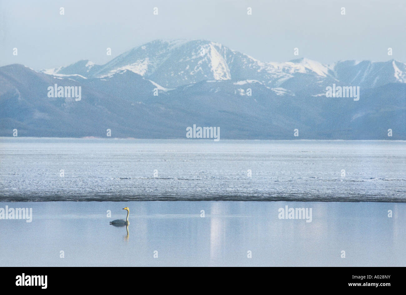 Swan presso il lago Khuvsgul acque del. A nord della Mongolia Foto Stock