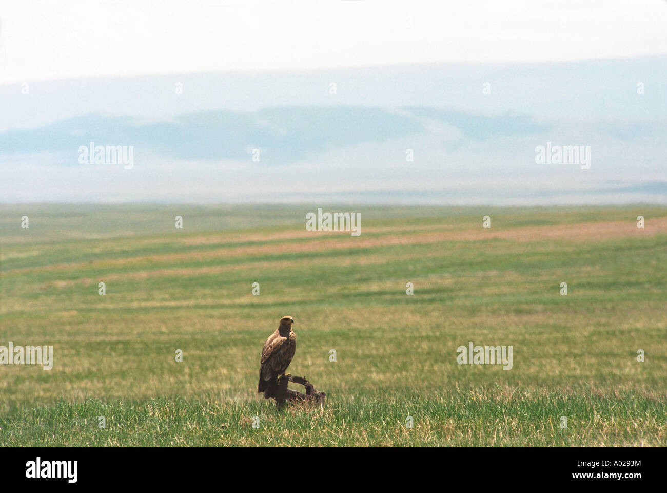 Saker Falcon (Falco Cherrug). Tsetserleg somon nelle vicinanze. Khuvsgul aimag (provincia). A nord della Mongolia Foto Stock