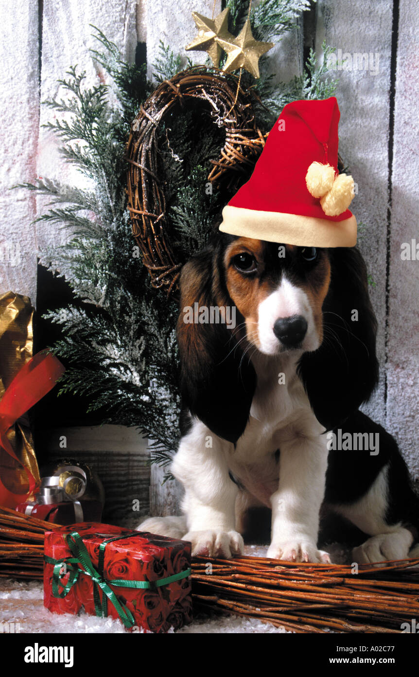 Natale Capodanno basset Santa Claus cap Foto Stock