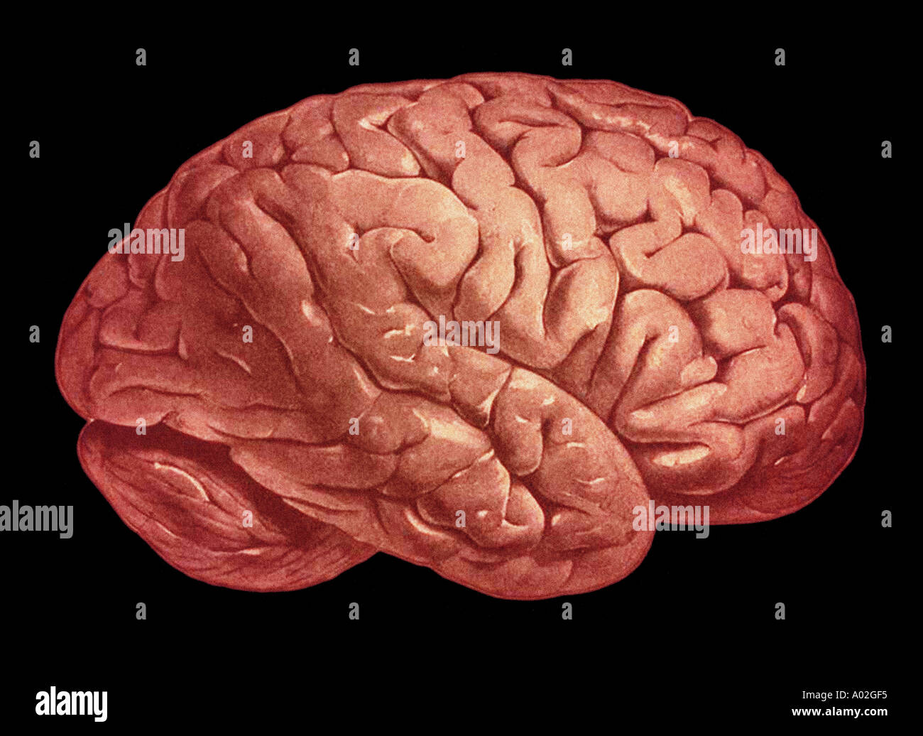 Illustrazione del cervello dal vecchio anatomia umana prenota Foto Stock