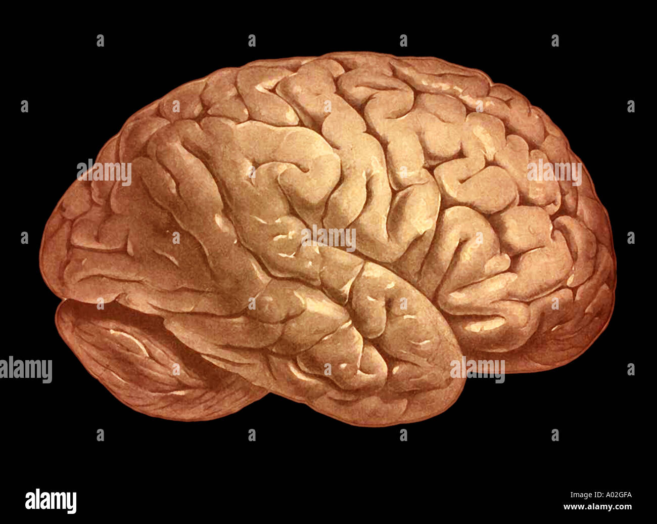 Illustrazione del cervello dal vecchio anatomia umana prenota Foto Stock