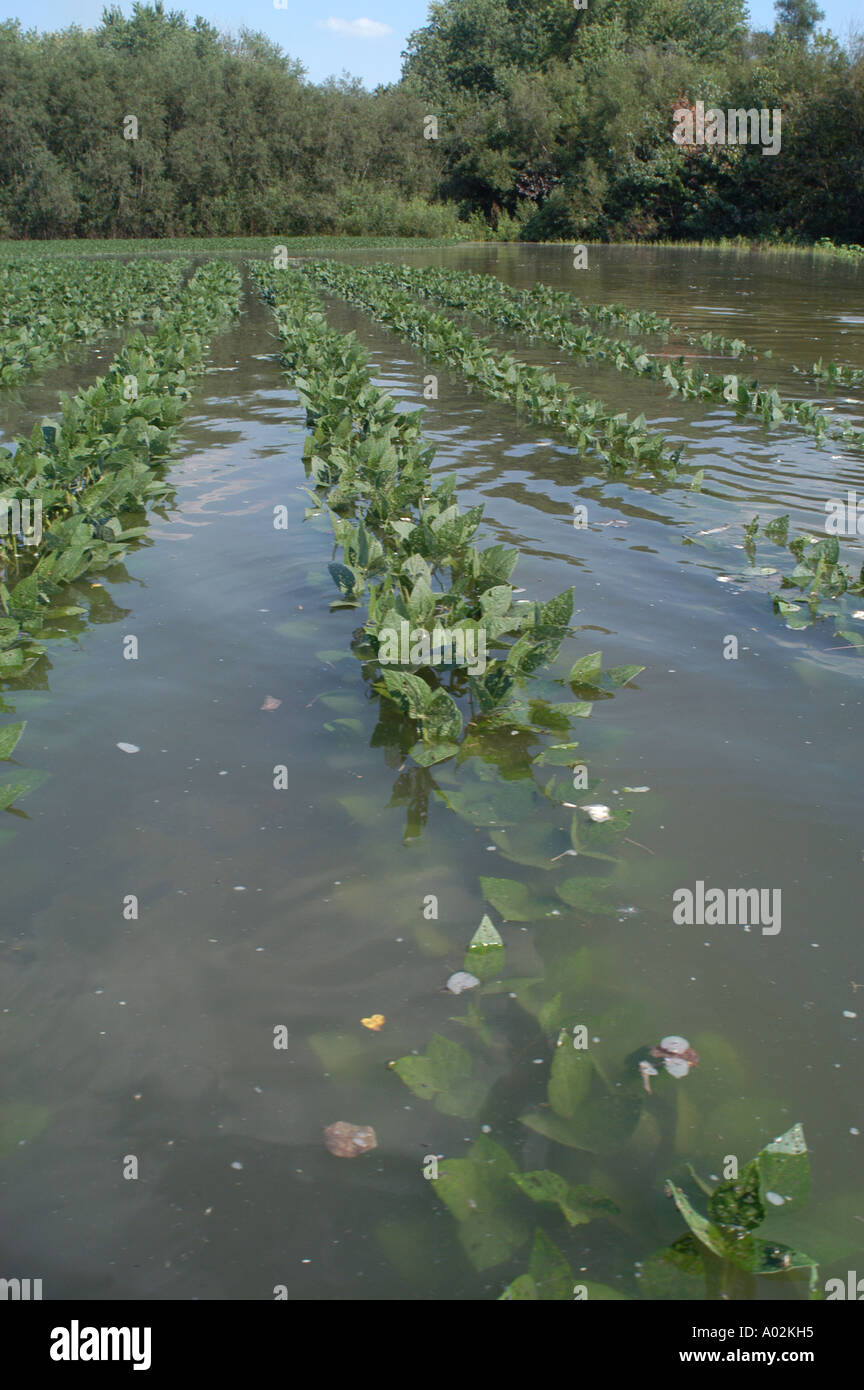 Allagato il campo di soia alluvione del fiume Ohio flodplain farm di soia acqua alta disaster Foto Stock