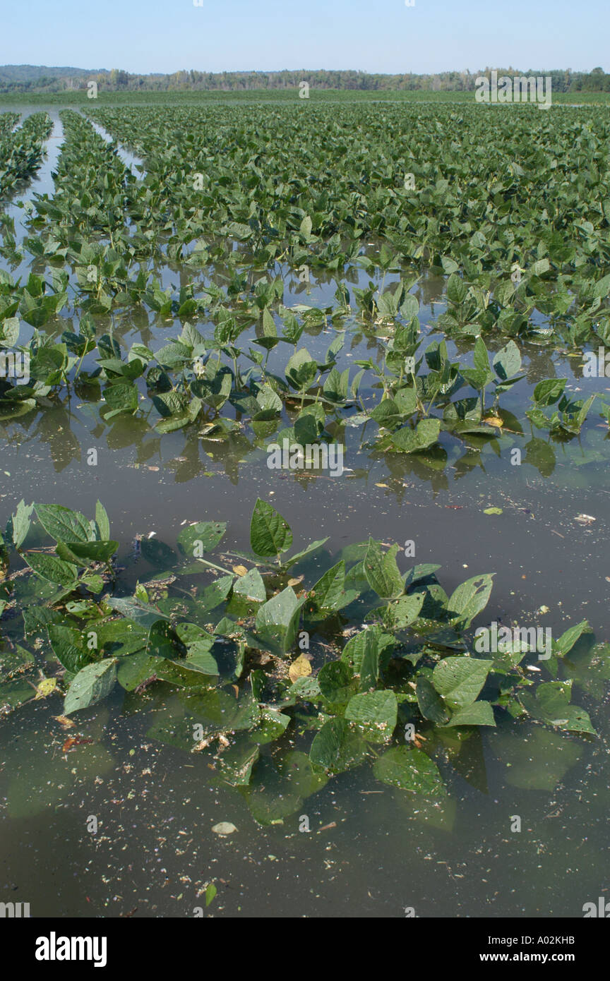 Allagato il campo di soia alluvione del fiume Ohio floodplain farm di soia acqua alta disaster Foto Stock