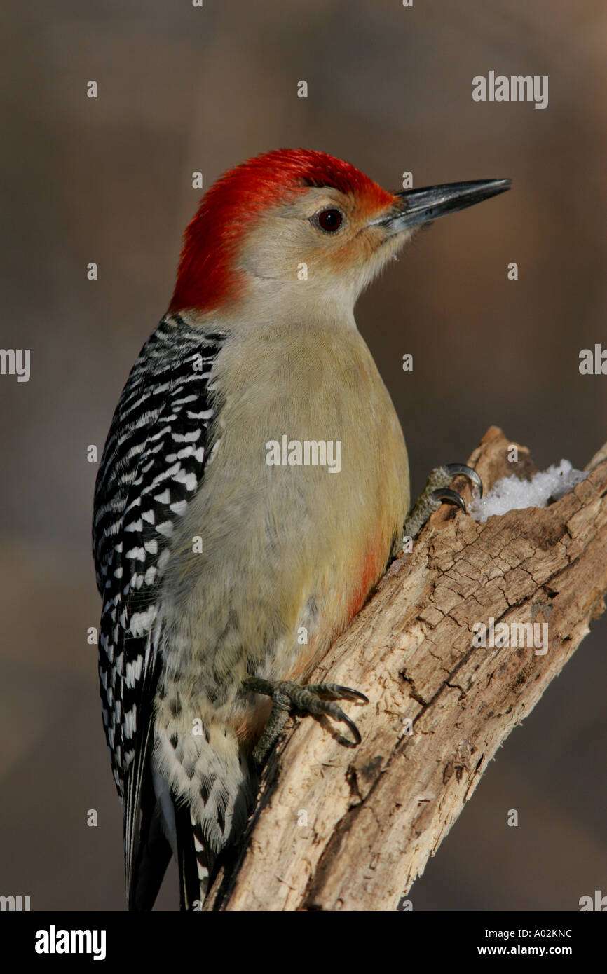 Rosso picchio panciuto sospesi dal lembo di albero coloratissimo uccello songbird stati uniti ohio inverno freddo della neve Foto Stock