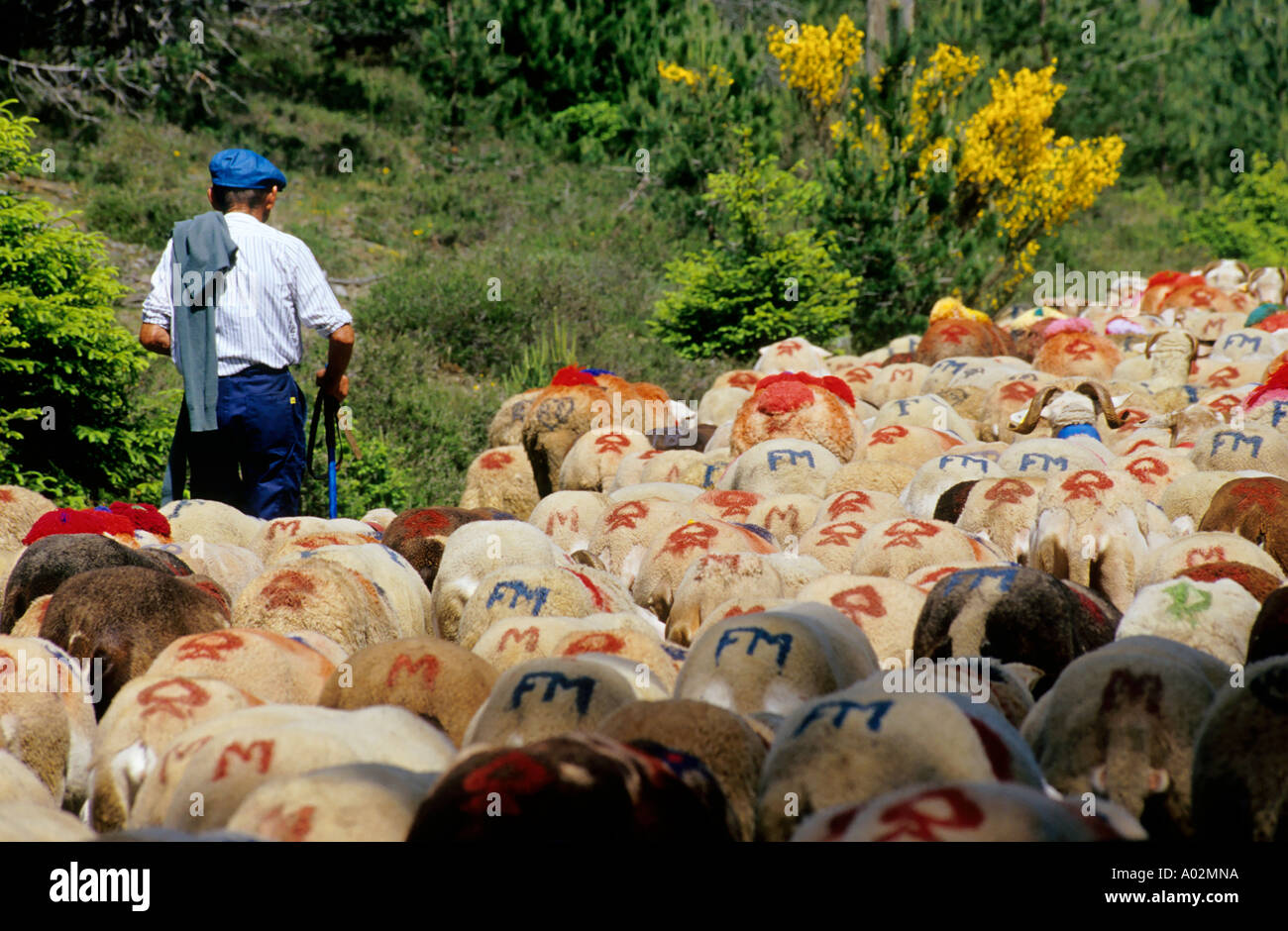 Il pastore e il suo gregge di pecore che arrivano nel villaggio Esperou durante una transumanza estiva, Gard, Provenza, Francia. Foto Stock