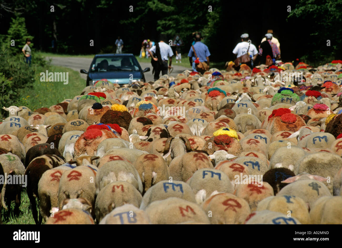 Francia Provenza Gard pastori e un gregge di pecore andando a L Esperou Village per la stagione estiva la transumanza Foto Stock