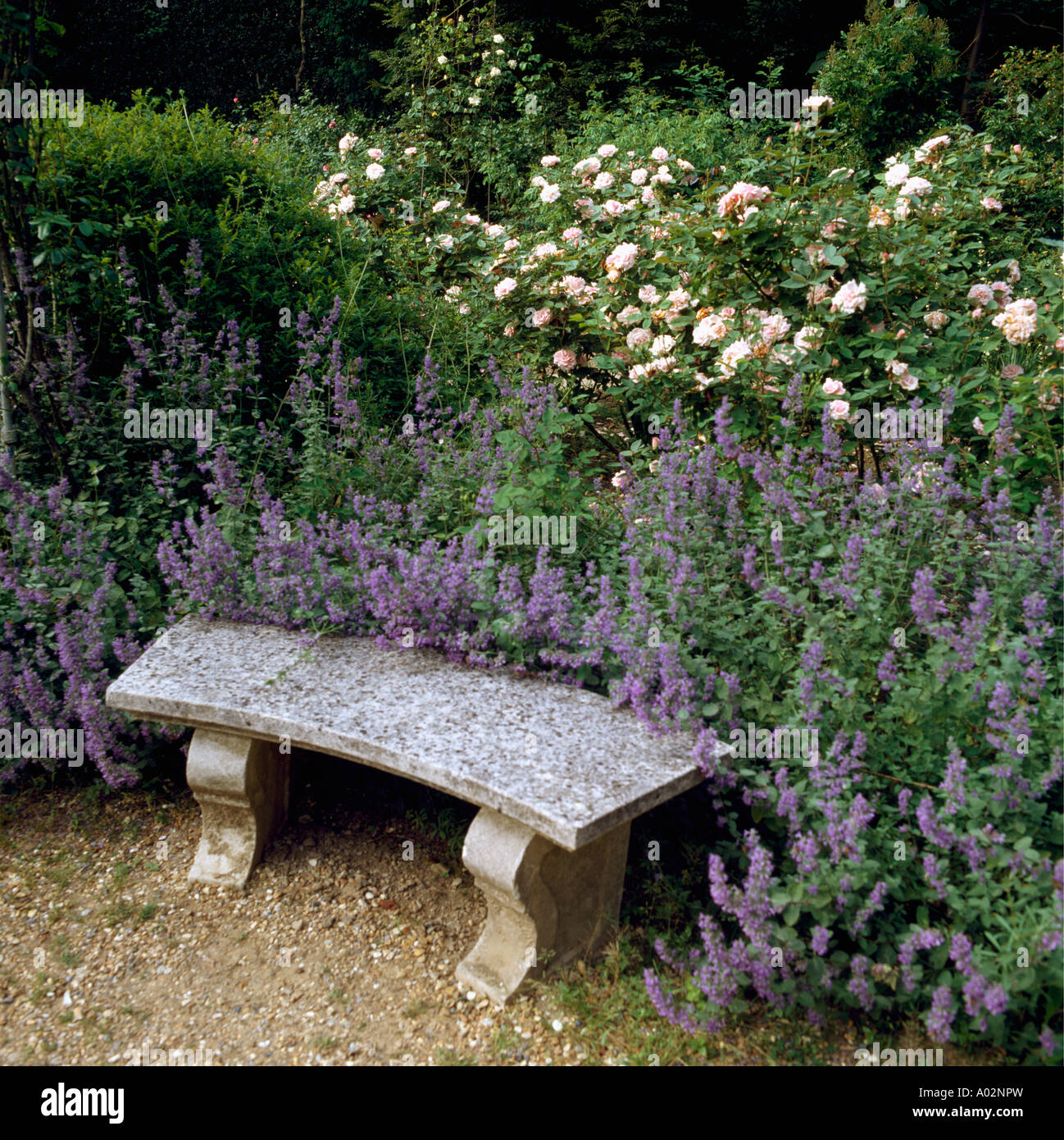 Banco di pietra contro la nepeta e rosa bianca nel giardino estivo Foto Stock