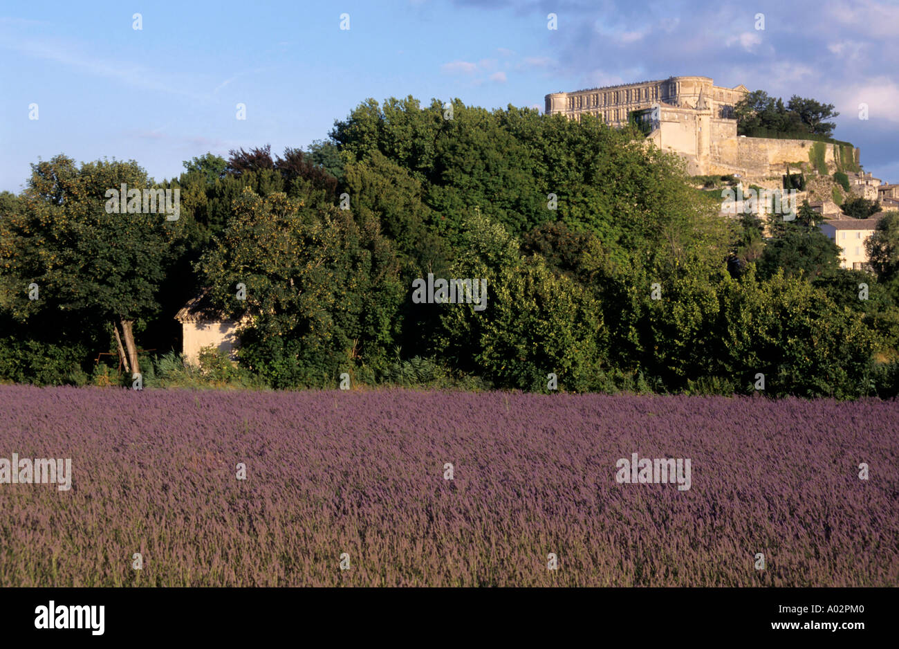 Campo di lavanda con il castello di Grignan visibile sulla cima della collina, Provenza, Francia. Foto Stock
