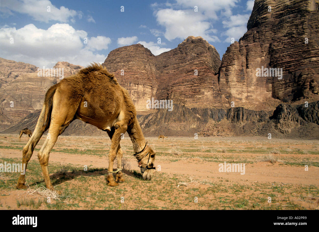 Il pascolo di cammelli in un paesaggio desertico, Wadi Rum, Giordania Foto Stock