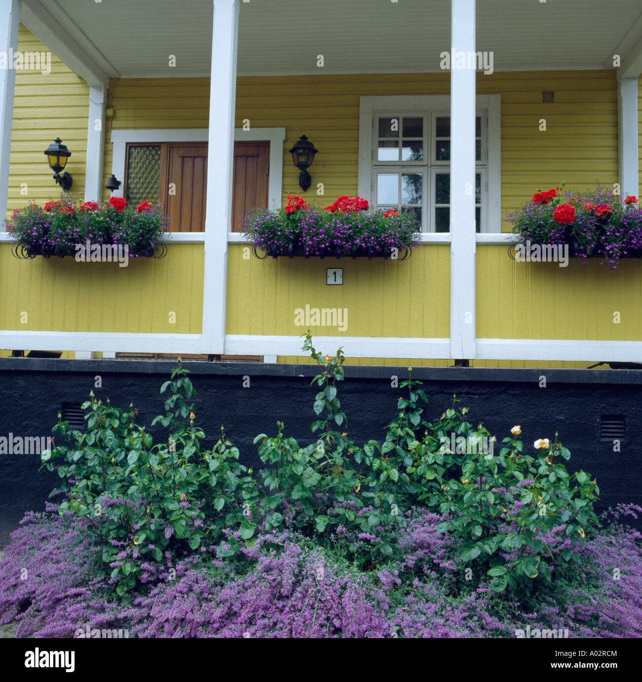 Vivacemente colorato annuari in scatole di finestra sul balcone della casa gialla con Nepeta in giardino sotto di confine Foto Stock