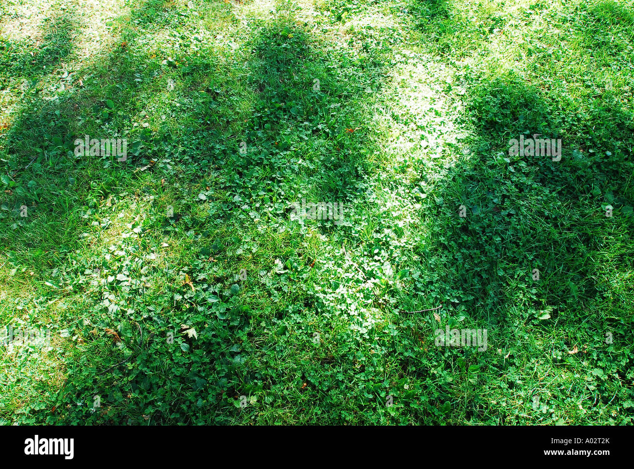 Erba con ombre estate prato Foto Stock