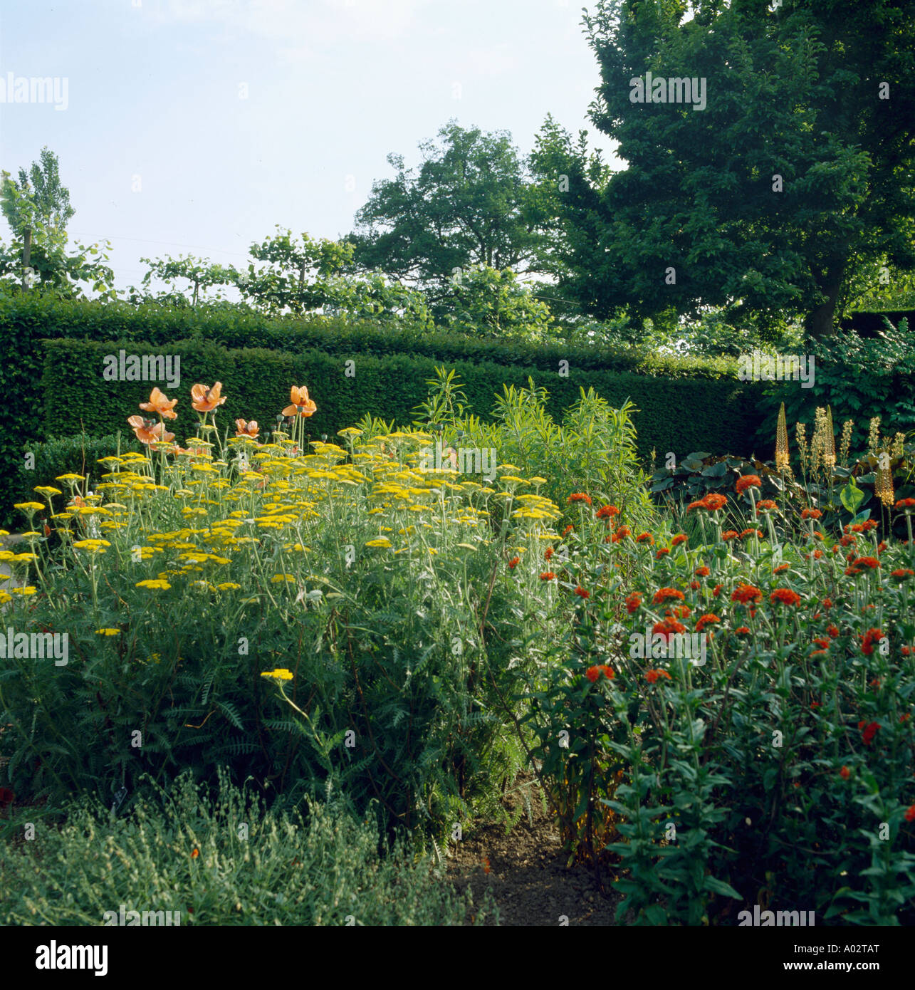 Achillea gialla e rossa Helenium in estate il paese di confine del giardino di fronte tagliata hedge Foto Stock