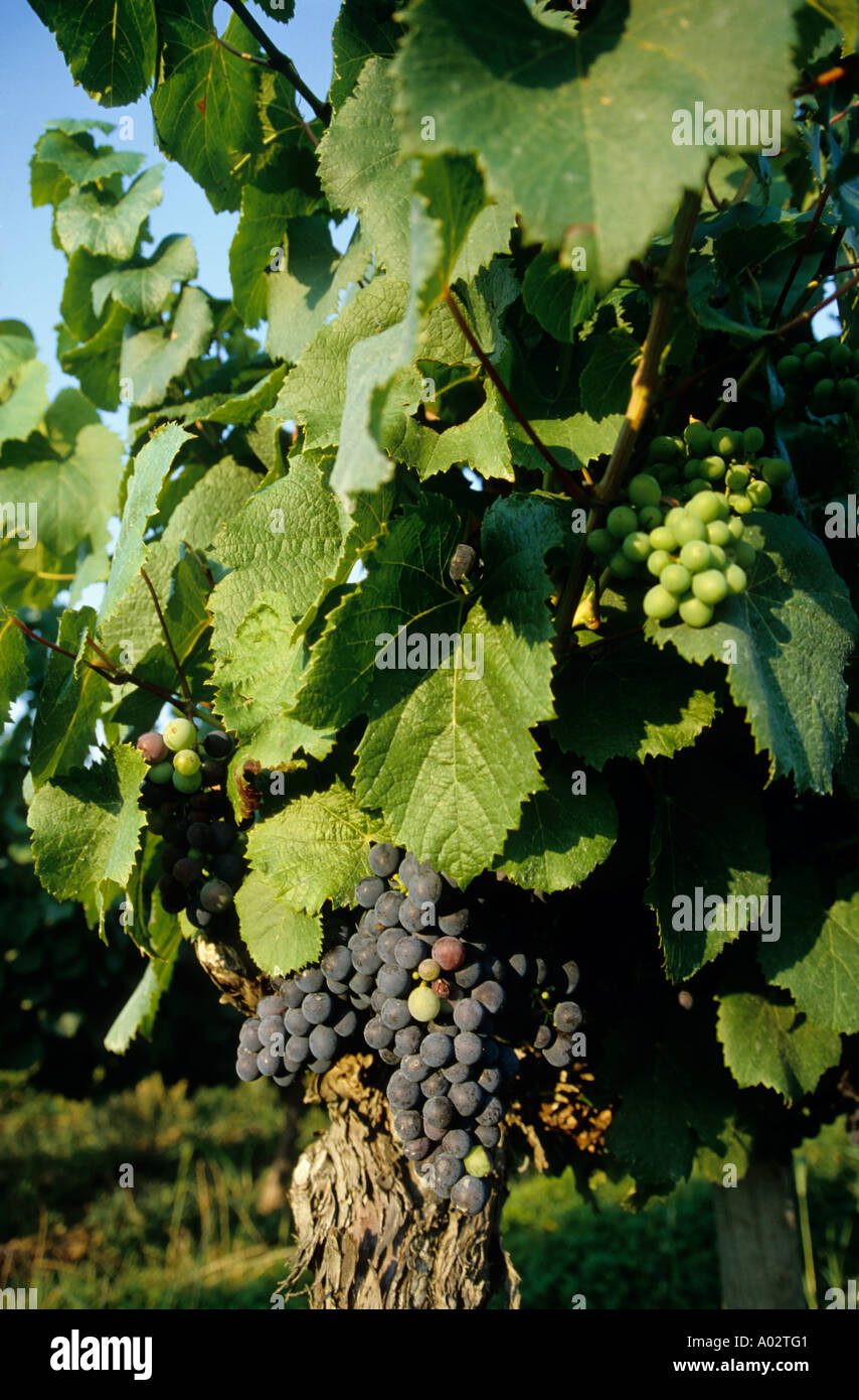 Francia Partita Dipartimento Gamot Hamlet Close Up di un grappolo di uva nera Foto Stock