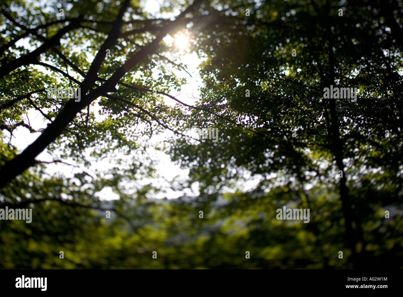 Flussi di luce del sole attraverso i rami degli alberi in una foresta precedente durante il periodo estivo con folcus selettivo tecnica di lente Foto Stock