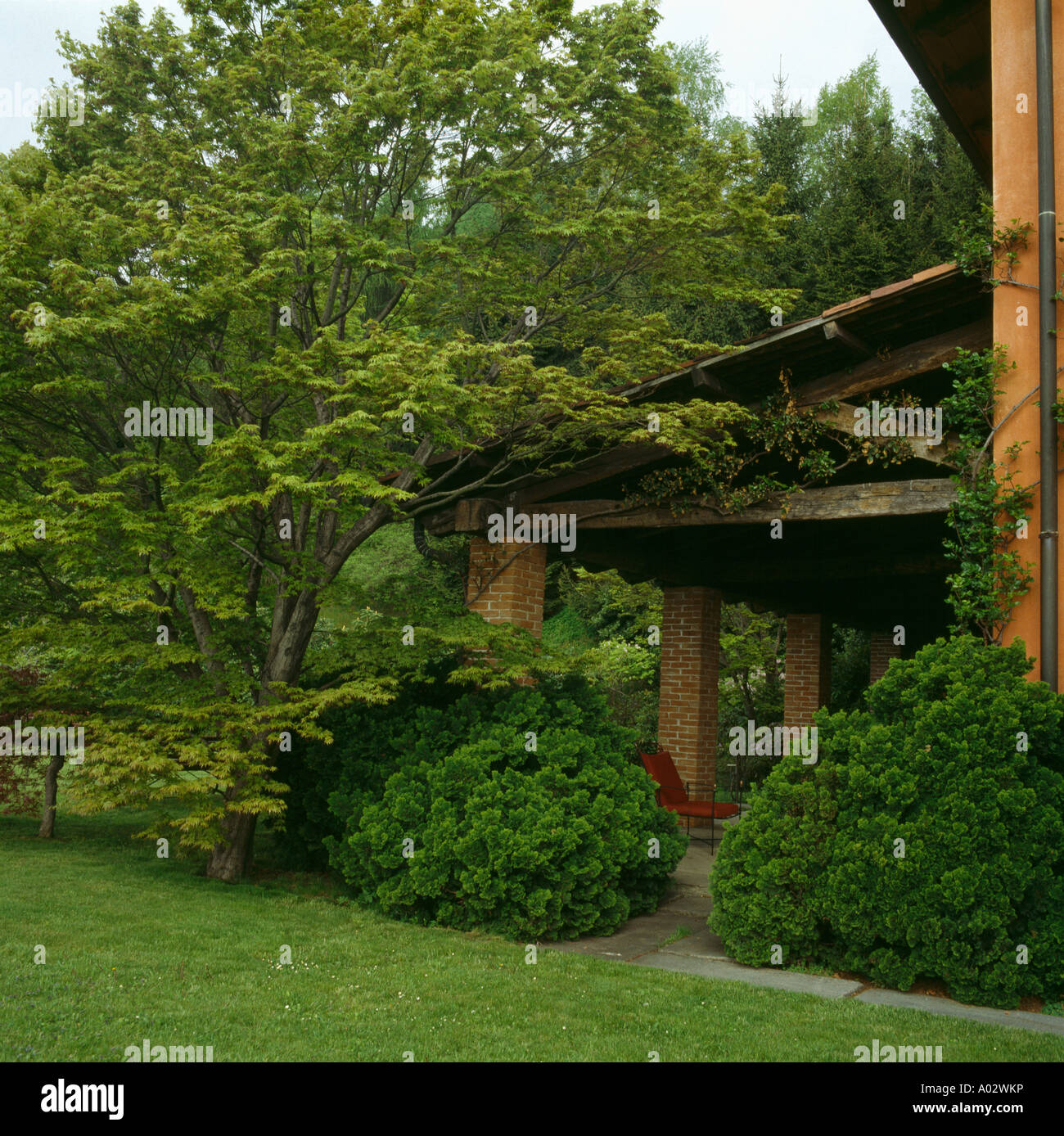 Sycamore underplanted con bassa conifere ombreggiatura di una veranda in un paese grande giardino Foto Stock
