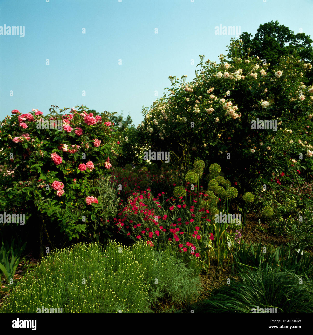 Rosa e crema di rose nel giardino estivo confine Foto Stock