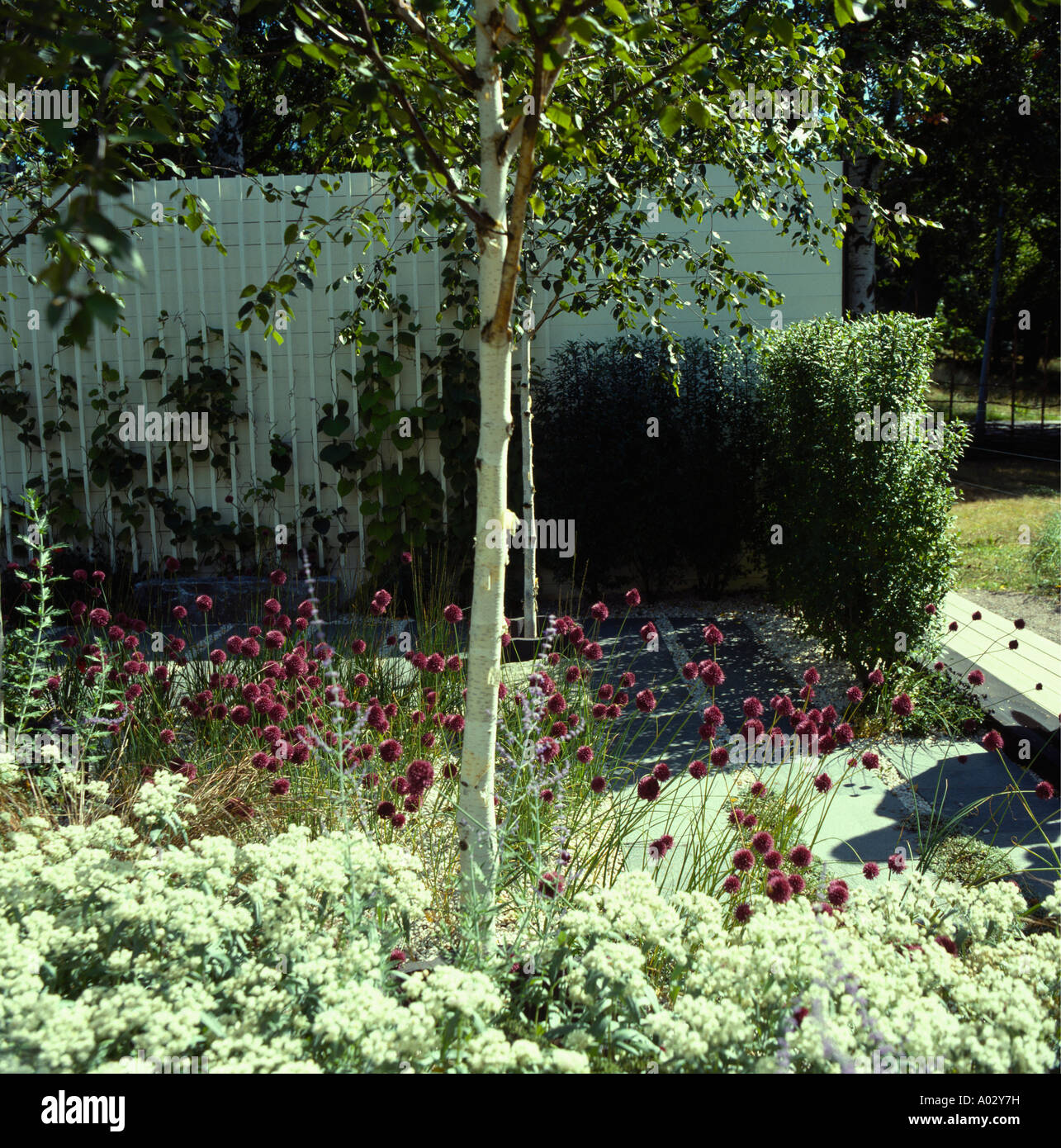 Piccolo Betula underplanting con il bianco piante perenni in giardino di campagna Foto Stock