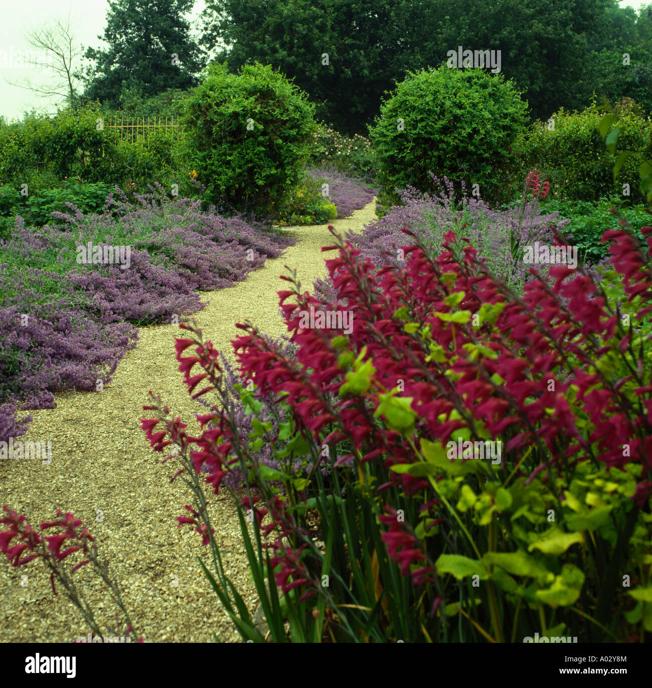 Sentiero di ghiaia attraverso le frontiere di Nepeta e rosso Gladiolus Byzantinus nel paese grande giardino Foto Stock