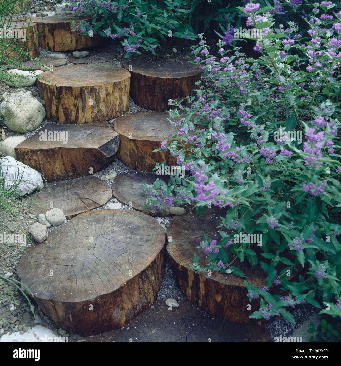 Close-up del registro in legno gradini e blue Nepeta Foto Stock