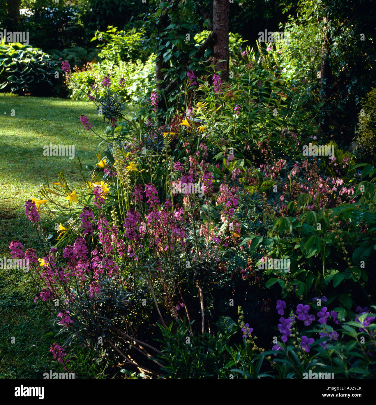 Perennials della Rosa nel giardino estivo confine Foto Stock