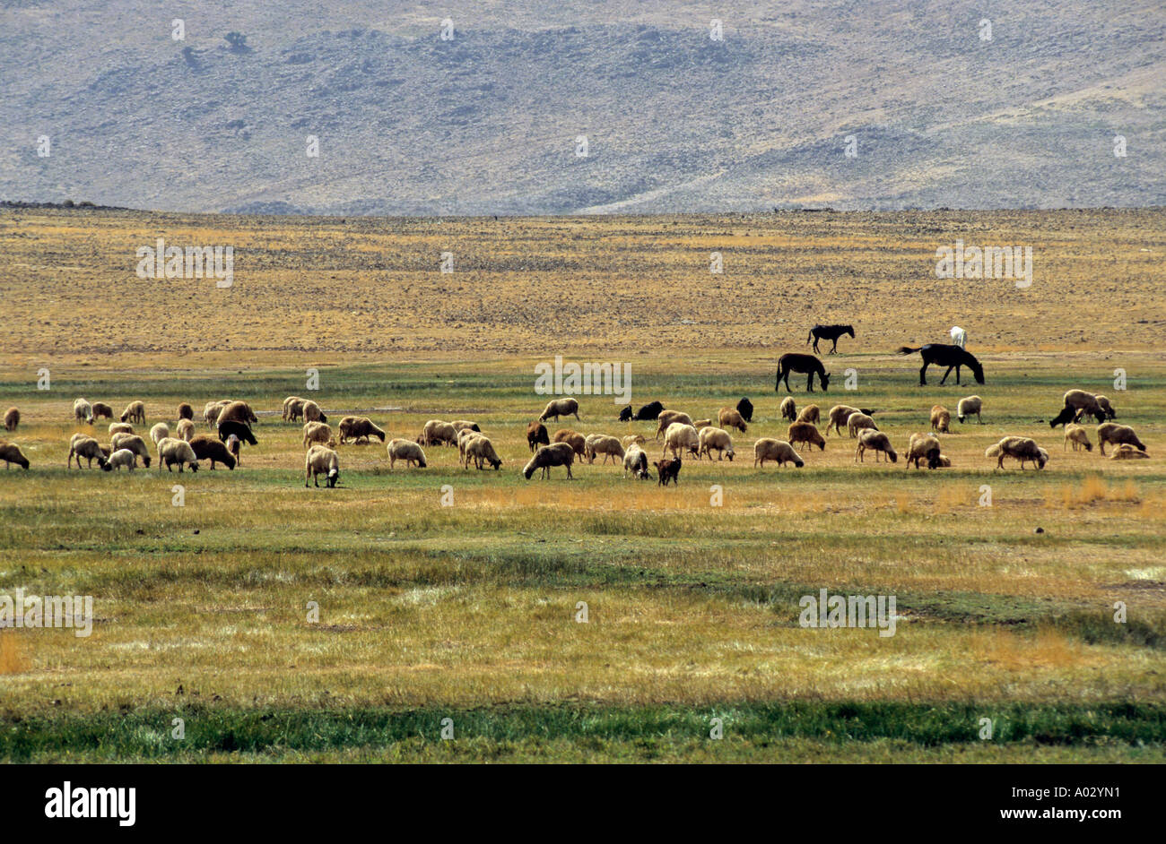 Gregge di pecore al pascolo in un campo nei pressi di Arzou, Marocco. Foto Stock