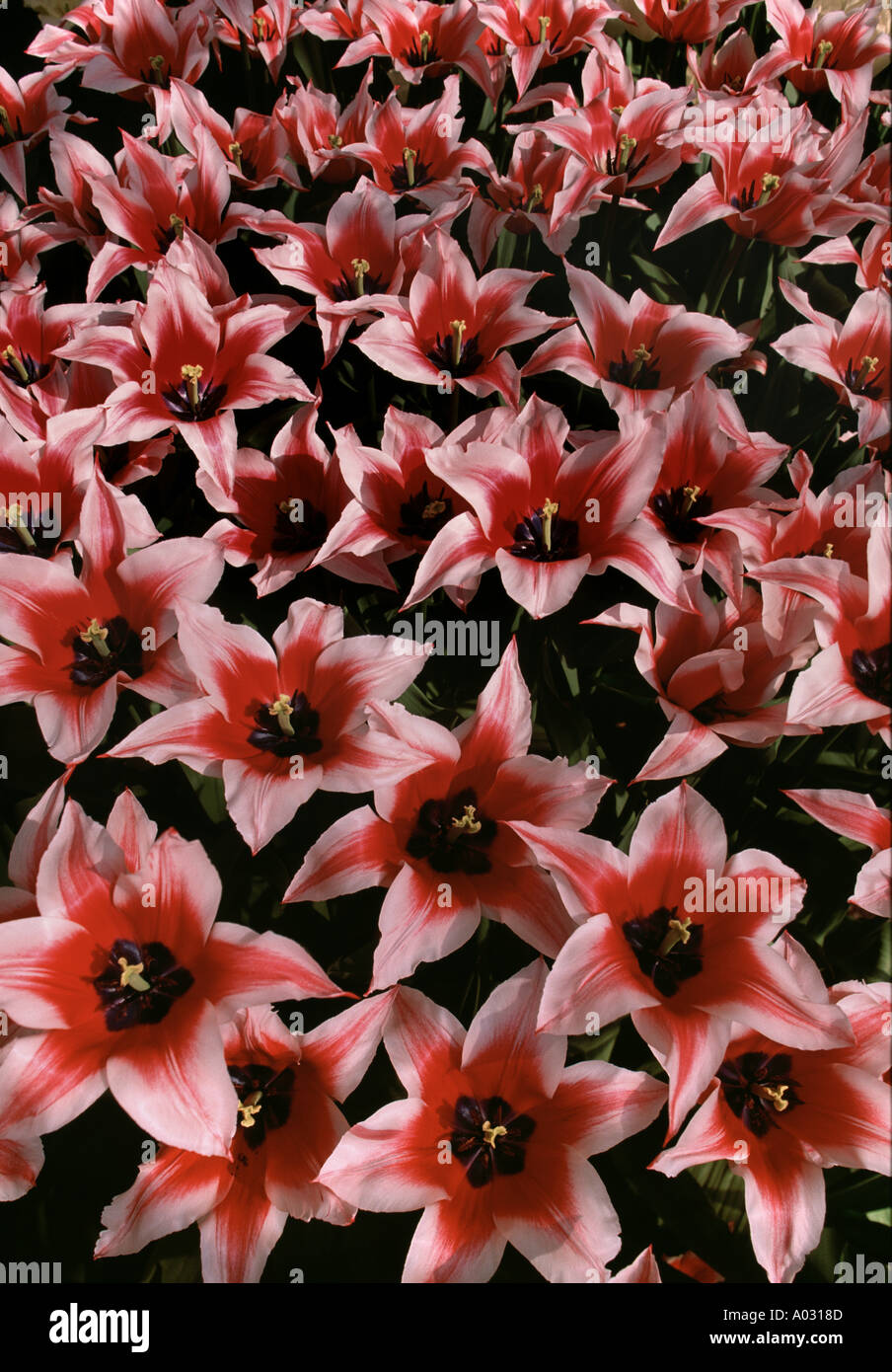 Akita tulipani Keukenhof Giardini Tulip Lisse Olanda Foto Stock
