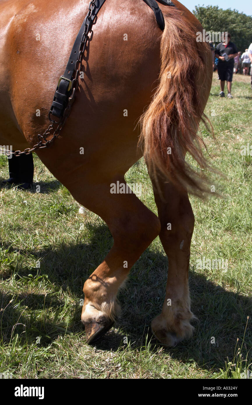 Suffolk cavallo di quarti posteriori Foto Stock