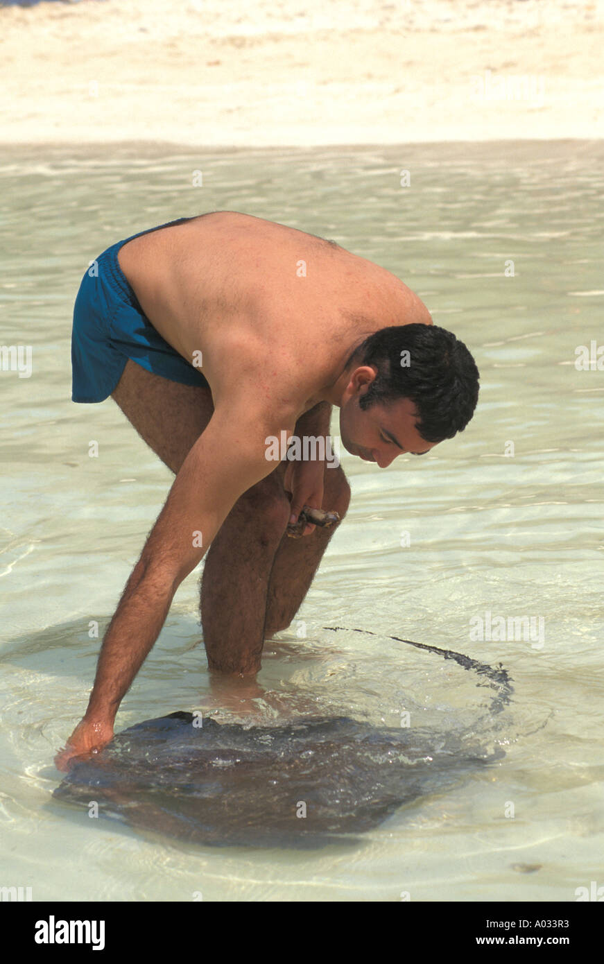 Meixico Isla Contoy uomo alimentazione stingray meridionale in acqua poco profonda natura preservare yucatan park Foto Stock